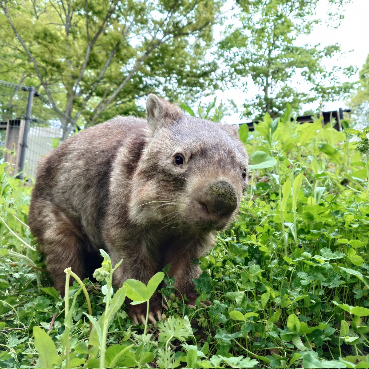 長野市茶臼山動物園【公式】 tweet media