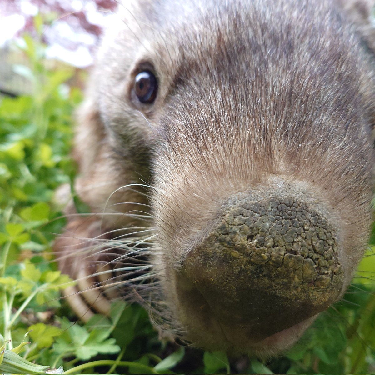 長野市茶臼山動物園【公式】 tweet media