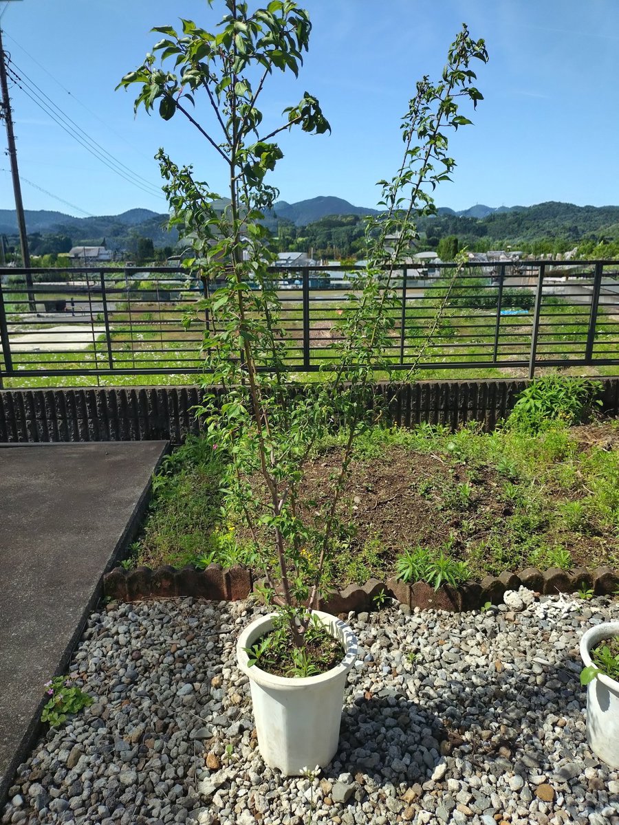 itomenako's tweet photo. 2026年5月、梅を植えて12ヶ月経過。この1ヶ月の中で、実が二粒成ったけど鳥に食べられたり、風で鉢植えごと倒れたりとありましたが無事です。この1年間で最初77cmから155cmへ成長できました。#ガーデニング　#果樹　#ウメ https://t.co/VMc9K6GaLv