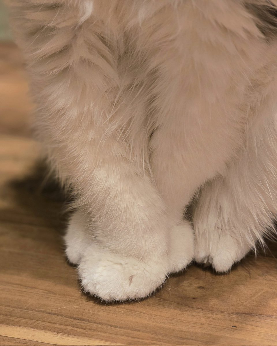 サッちゃんの手が街のあちこちに。
の季節。

#ネコ #cat #猫の幸 #不思議猫 #moritaMiW