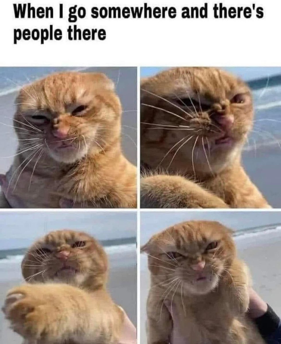 Pablo Memescobar 🐈 tweet media