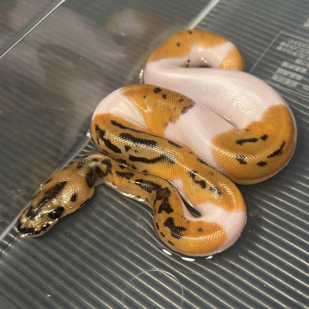 #YBCB
#YellowBenjamin
#BallPython
#ボールパイソン
#YB