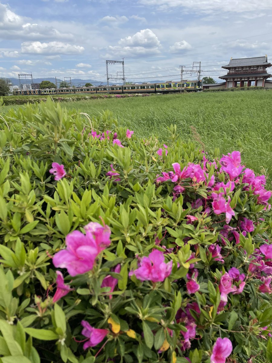 voshans's tweet image. De pracht van het #treinleven…

#Nara #Japan

Reconstructie #Heijo Keizerlijk Paleis

Maandag 4 mei 2026, 12.29 uur

#trein #train #spoorwegen #railway
#fotografie #photography 
#travel #travelphotography 
#landscape #landscapephotography
#natuur #nature #naturephotography