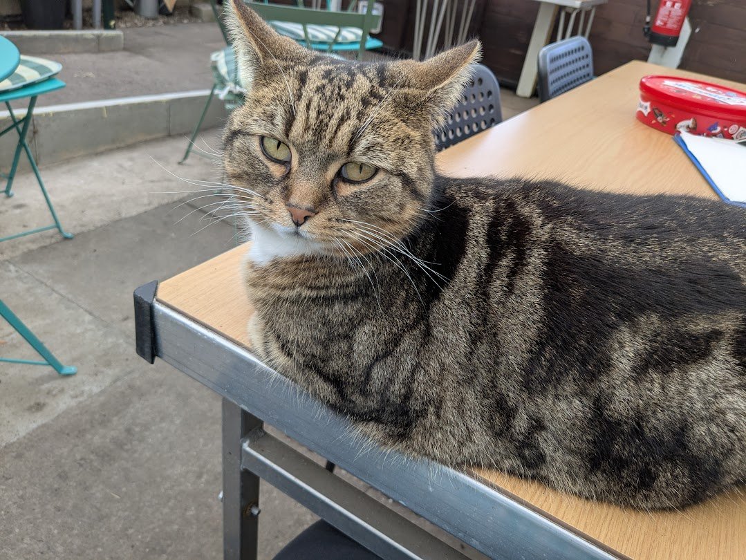 Robert Allotment cat,now helped by Janet & Amanda tweet media