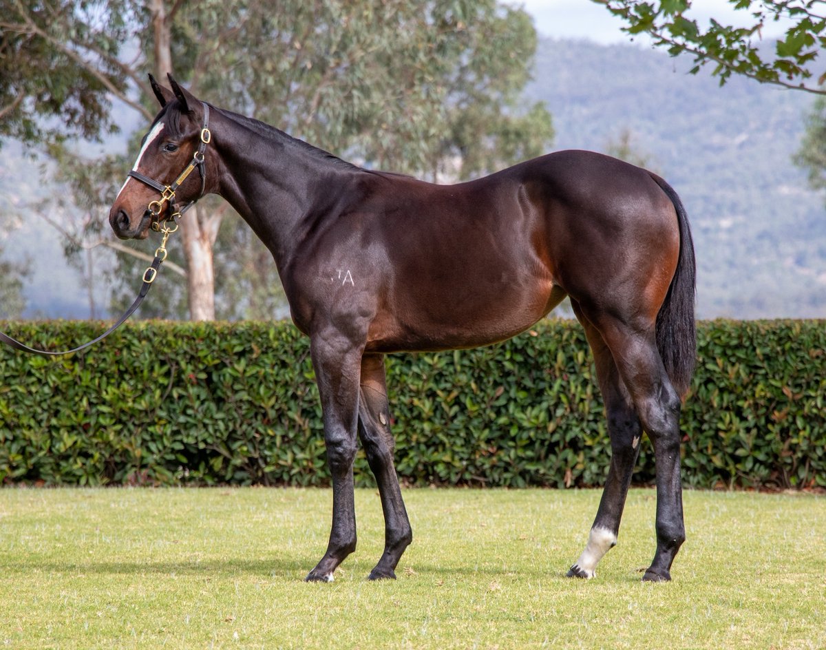 Sledmere Stud tweet media