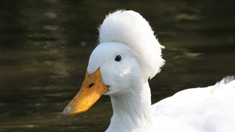 Watt The Duck tweet media