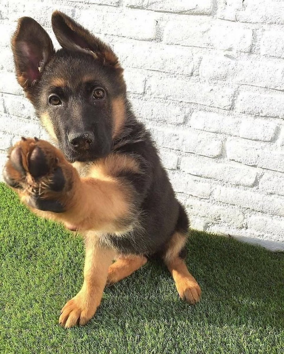 JamieFairc29036's tweet image. Hi5
#ShepherdDiaries #DogsonTwitter #FluffyShepherd #ShepherdWhisperer #HappyGSD #GermanShepherdusaloverrr