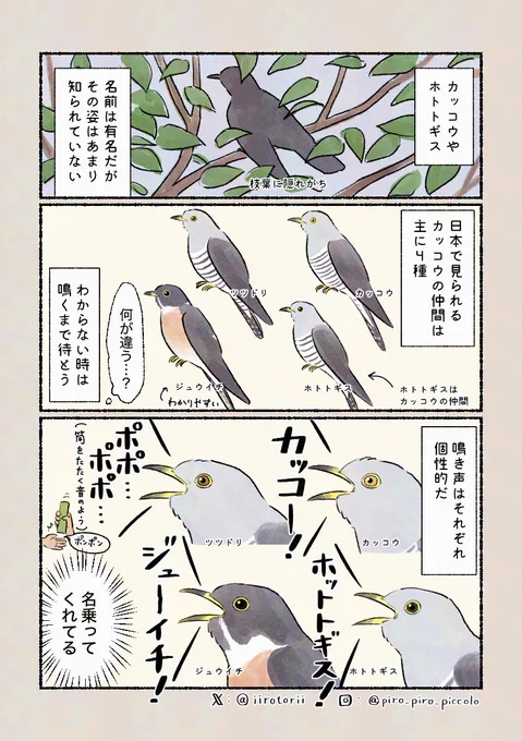 「実は個性派!カッコウの仲間」
鳴いてくれれば一発で分かります! 