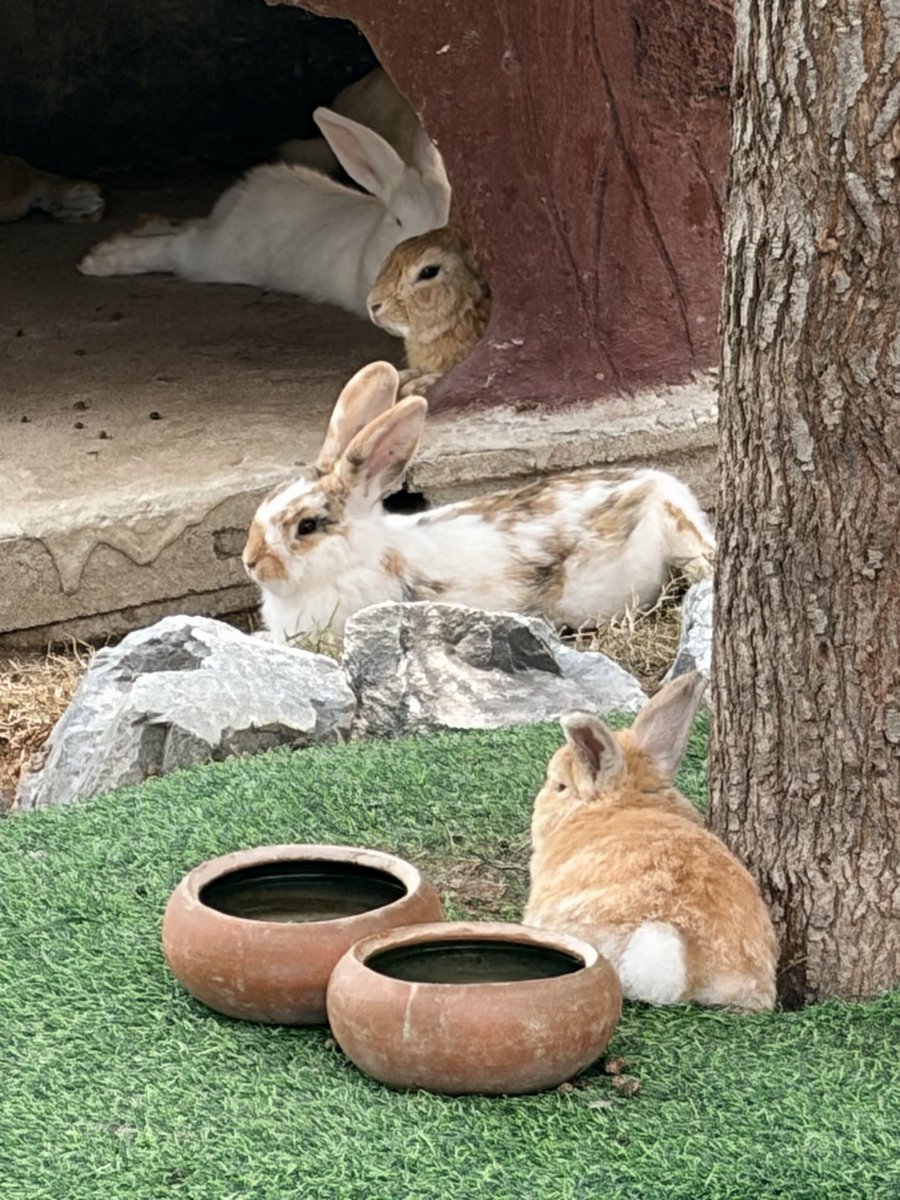 _khiri_ tweet media