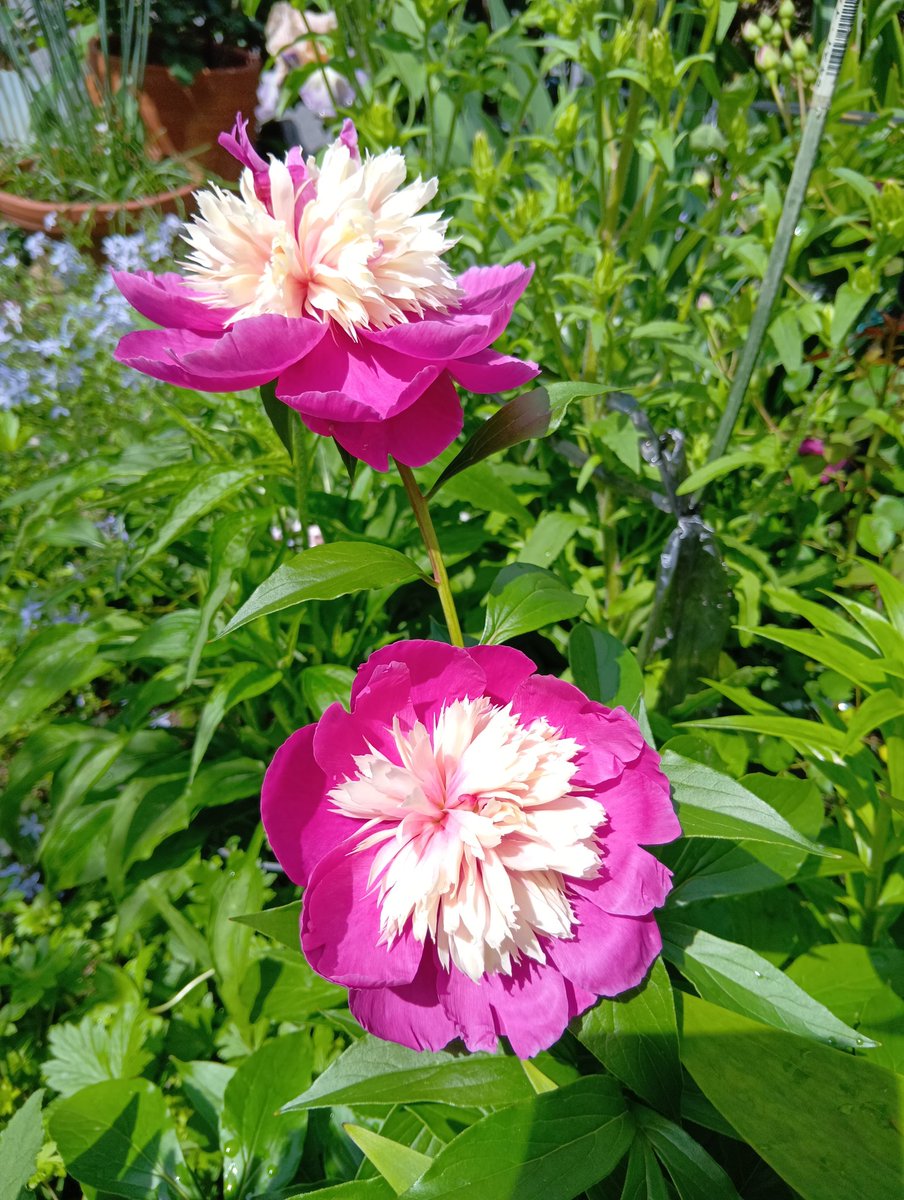 krara3129's tweet photo. こんにちは😺⛅
今日の庭🏡の花達💗🌹
・芍薬
　　ビロードクィーン
・バラ🌹
　　アブラハムダービー
　　ウィリアム
　　　　シェイクスピア
　　　　　2000
#ガーデニング
昨夜の風雨でバラ🌹は、重たそうにうつむいていました🥹 https://t.co/SwYgYVRlE9
