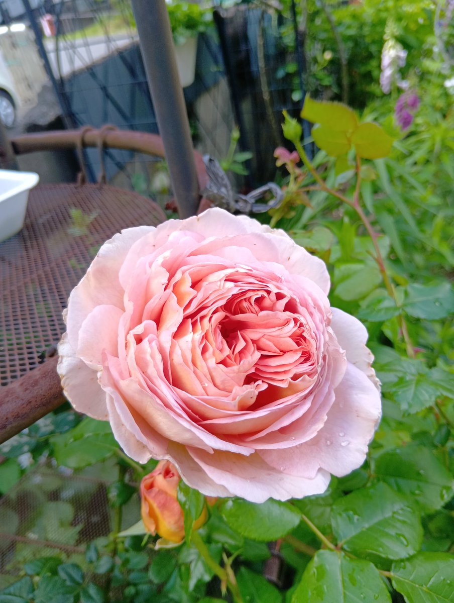 krara3129's tweet photo. こんにちは😺⛅
今日の庭🏡の花達💗🌹
・芍薬
　　ビロードクィーン
・バラ🌹
　　アブラハムダービー
　　ウィリアム
　　　　シェイクスピア
　　　　　2000
#ガーデニング
昨夜の風雨でバラ🌹は、重たそうにうつむいていました🥹 https://t.co/SwYgYVRlE9