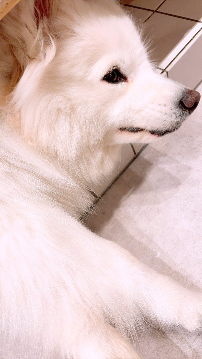 いる🜸ぴぴ tweet media