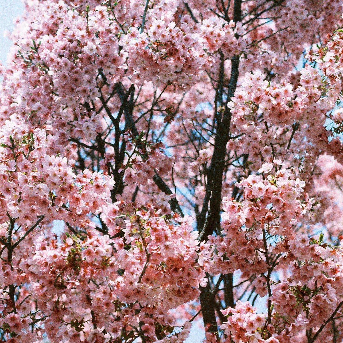 3月末頃に撮影しました今年の桜の写真を投稿しますね🐣 桜は四分咲き