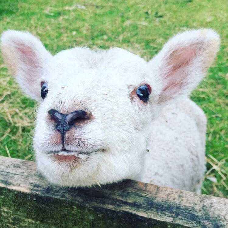 FarmingUK tweet media