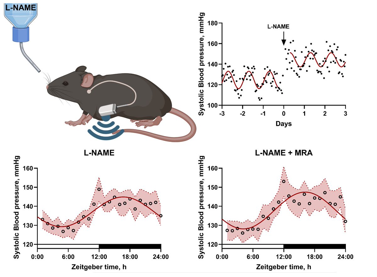 JCVPOnline's tweet photo. Do mineralocorticoid receptor antagonists influence circadian blood pressure patterns in hypertension?
Join the conversation 👇

https://t.co/pMVgoLRlCr
#CardioTwitter #Hypertension #CircadianRhythm #Pharmacology #CardiovascularResearch https://t.co/7N1yNYCAo1