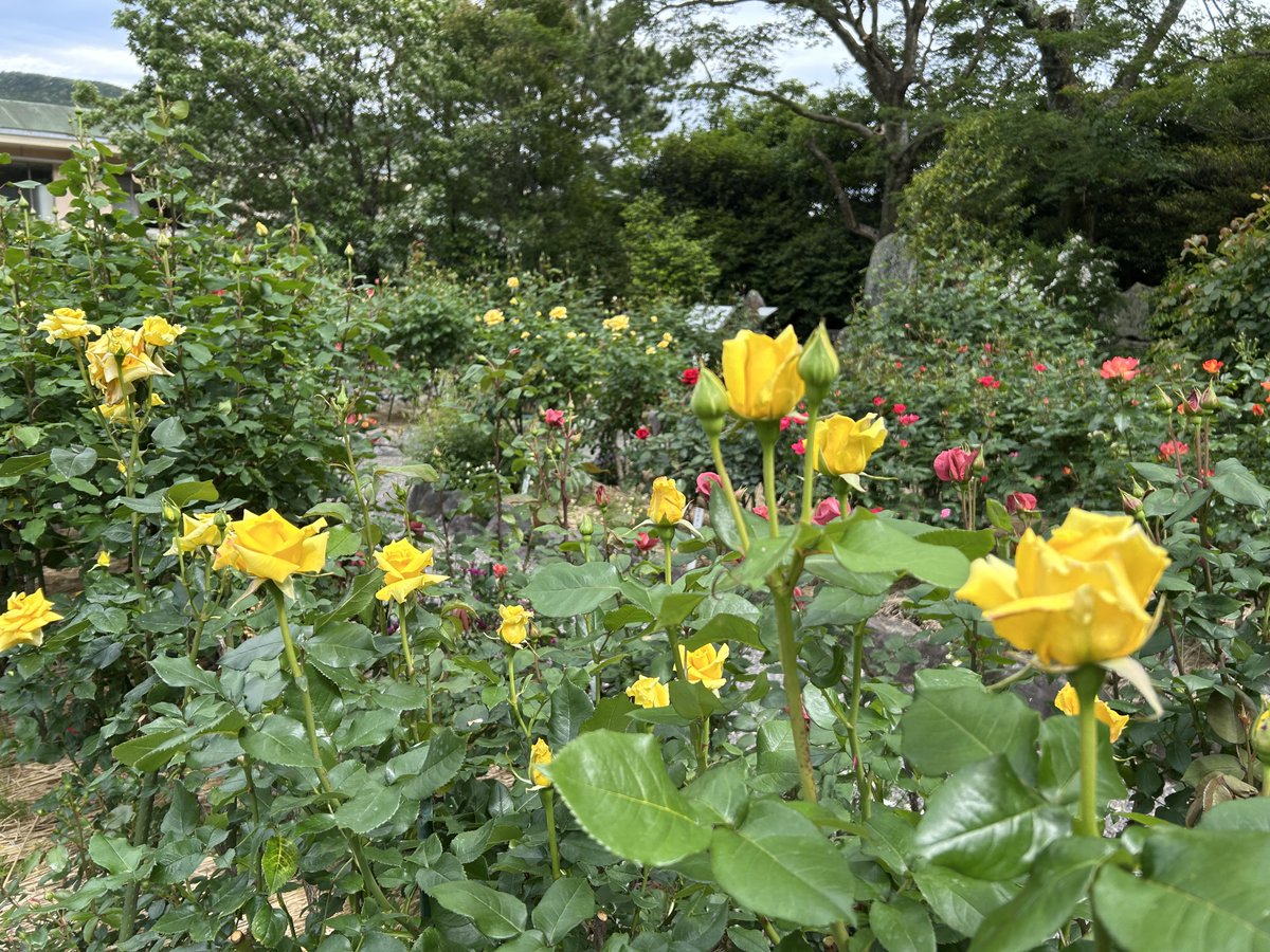 ise_jingukaikan's tweet photo. 5月8日~10日で「春のばら展」を開催します。期間中は伊勢ばら会がばら苗・肥料の販売やお手入れ方法などの相談に応じます。また9・10日とキッチンカーもやってきます。フォトコンテストも開催いたしますので皆様のご来場お待ち申し上げます！　#伊勢　#お伊勢参り　#神宮会館　#神宮ばら園 https://t.co/BVmgOpEpA2