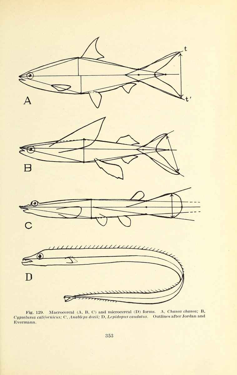 fishpoasting's tweet photo. Studies on the body-forms of fishes
Zoologica Vol. VIII (1926-1931) https://t.co/INtmjCNjO6