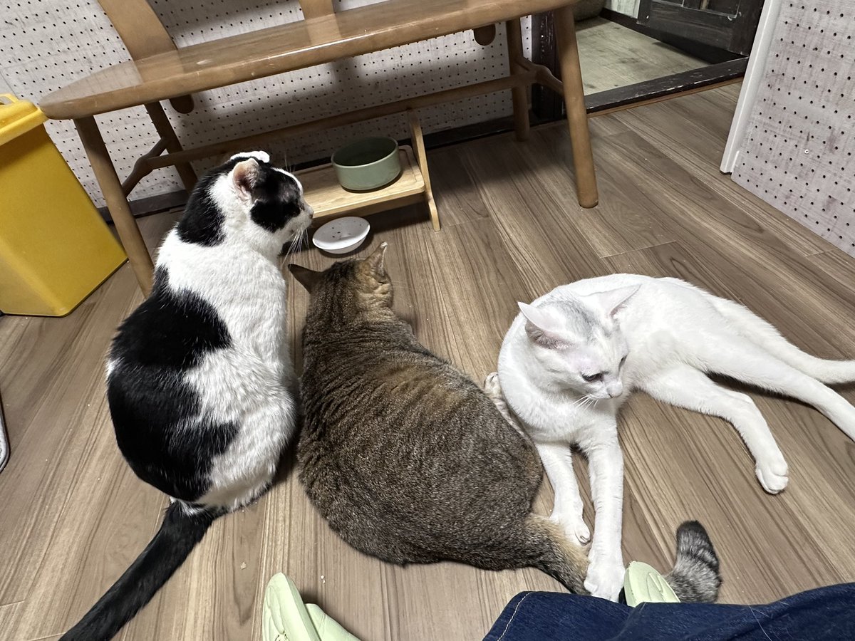 2311] 猫 カフェにゃんこ ハンドメイド 【公式通販】