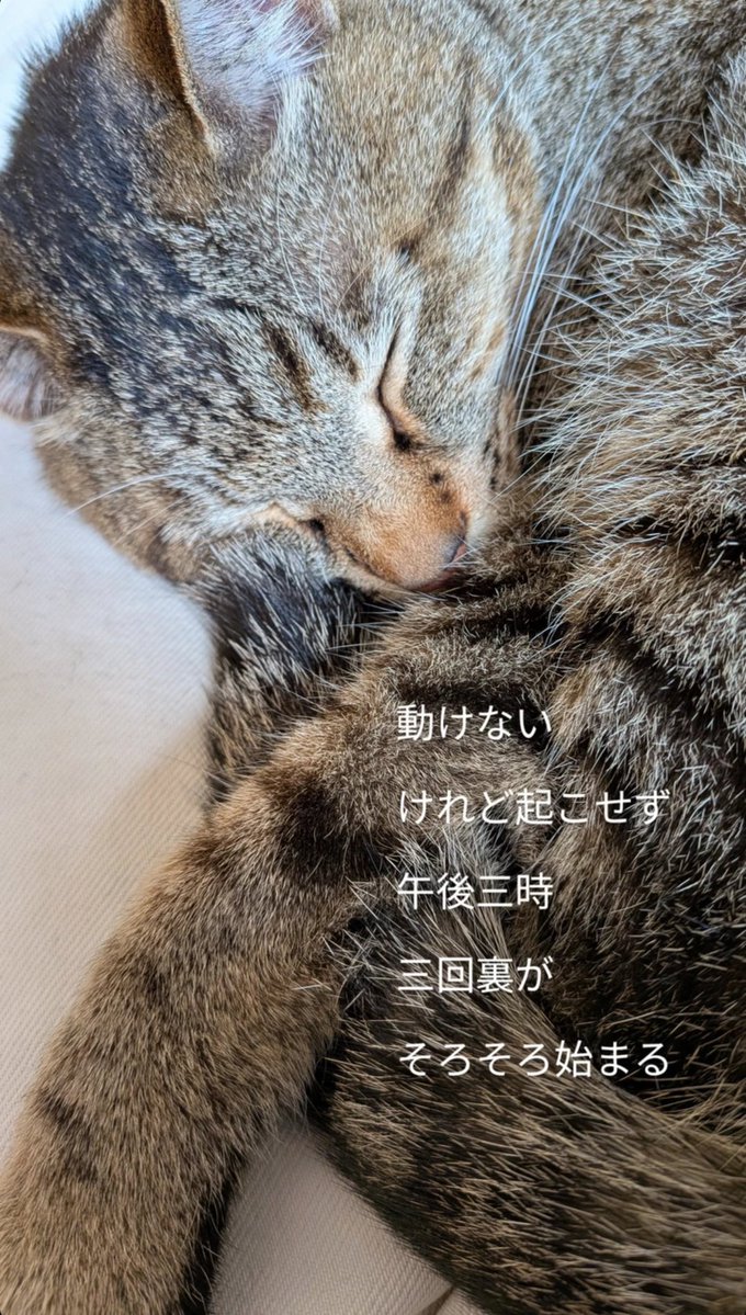 ひろくま tweet media