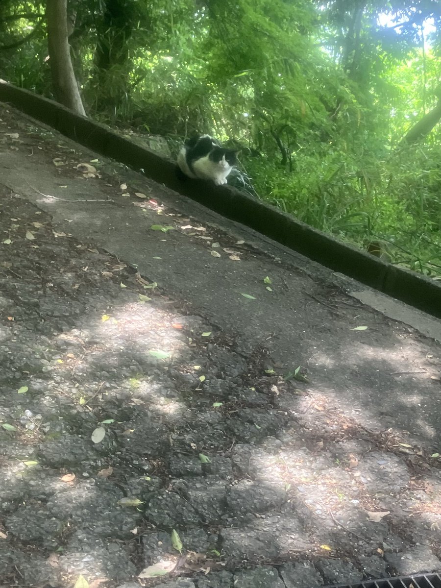 登山口にお猫がいた