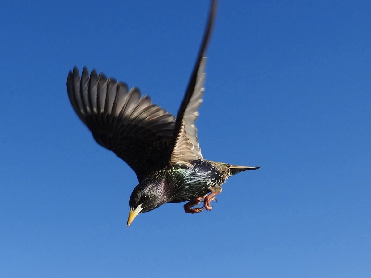 Cropped shot of a Starling coming in to land. (Kensington Gardens).