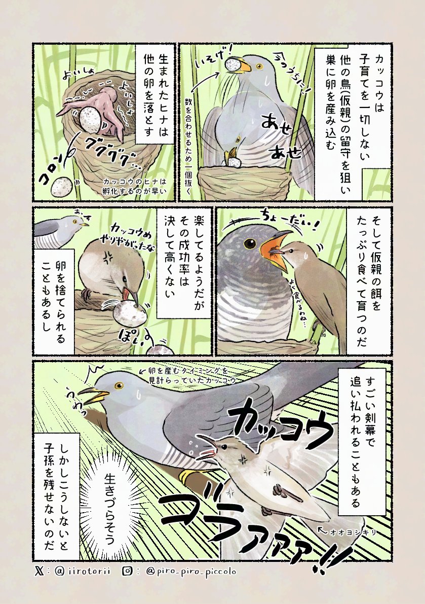 カッコウ
