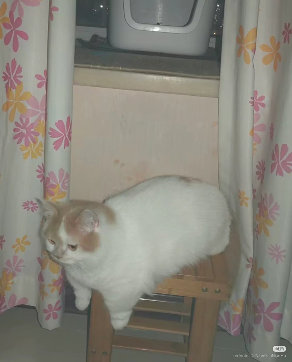 No Context Cats tweet media