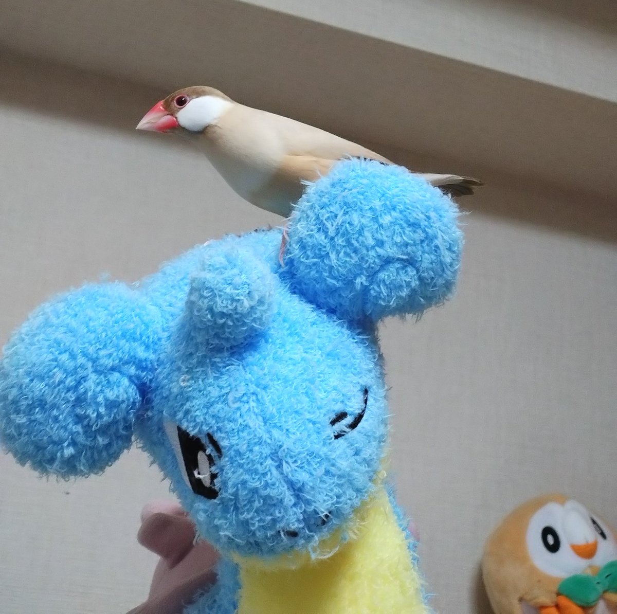 あちゃも tweet media