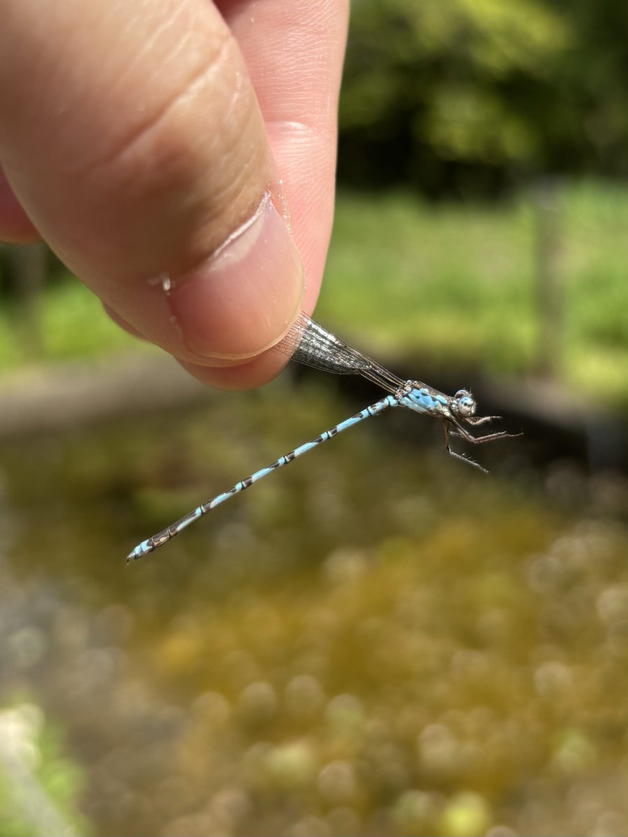すいむの生物観察 tweet media