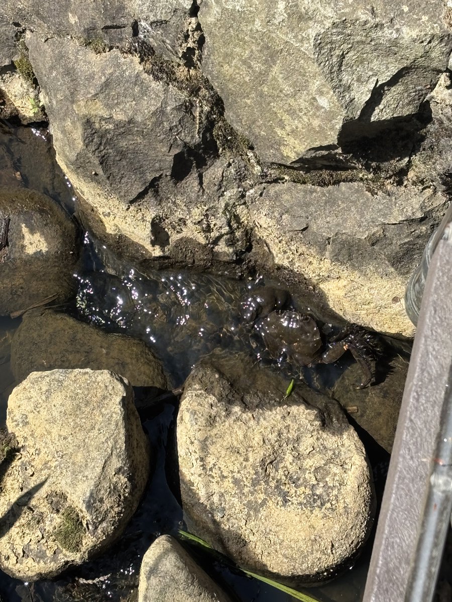 すいむの生物観察 tweet media