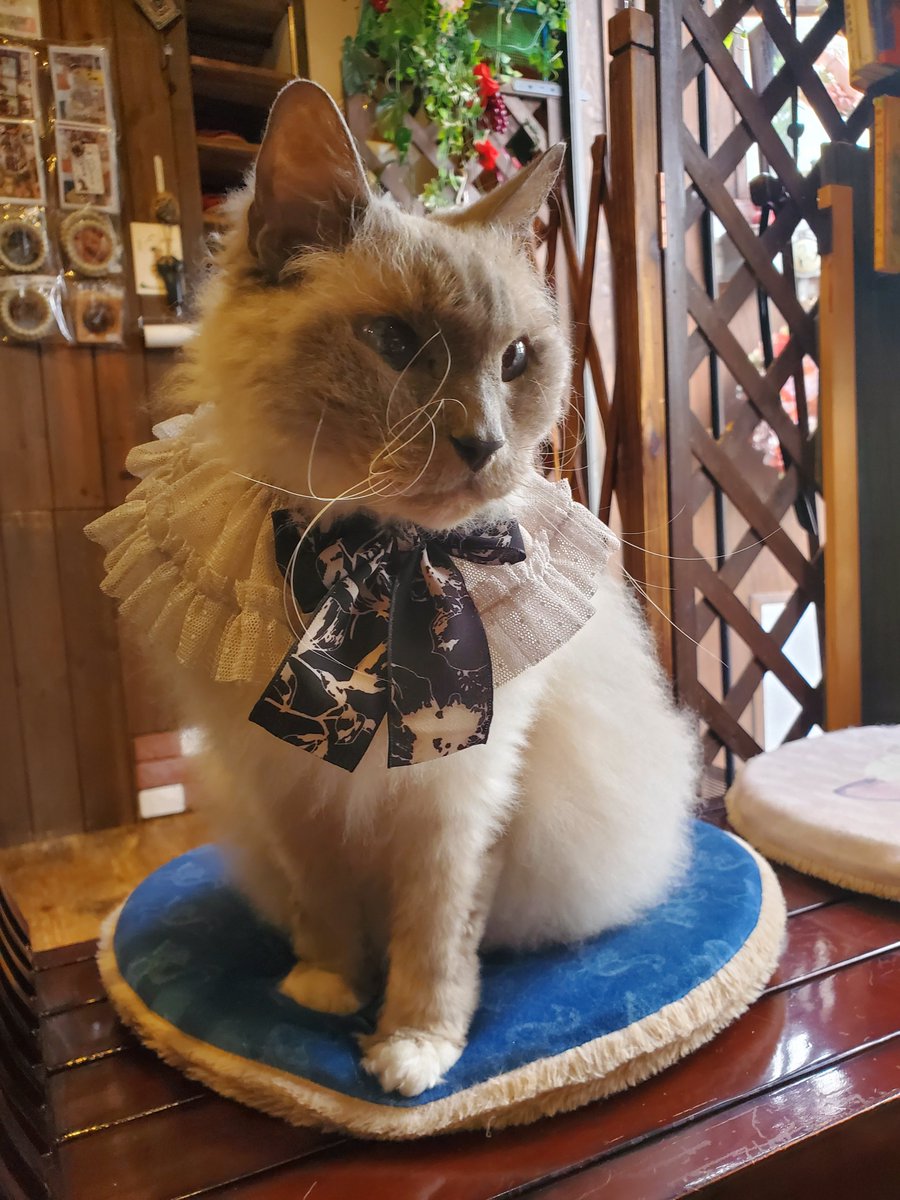 猫カフェ猫音 tweet media