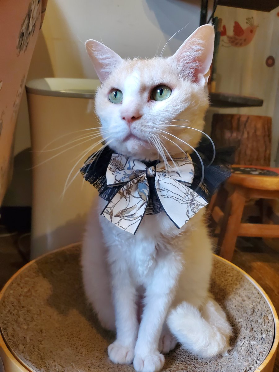 猫カフェ猫音 tweet media