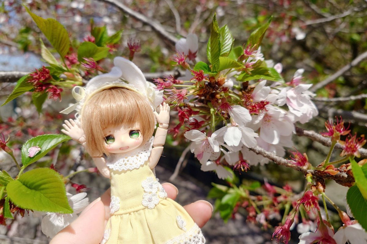 きりぽん tweet media
