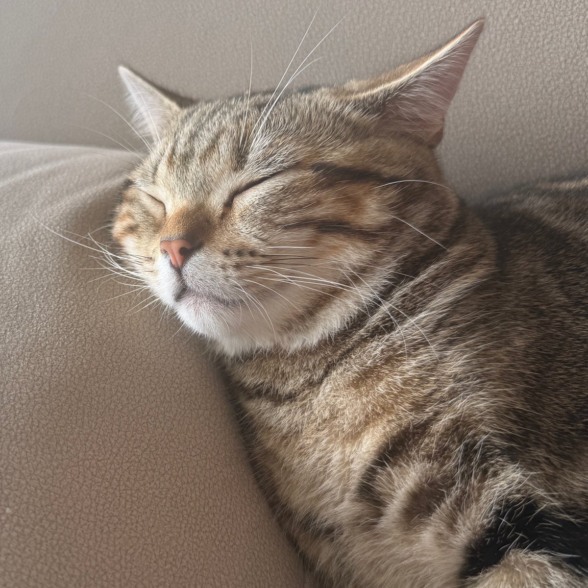 hiro_kun1616's tweet photo. こちらもお昼寝中( ˘ω˘ ) ｽﾔｧ https://t.co/1PzC8iPLXH