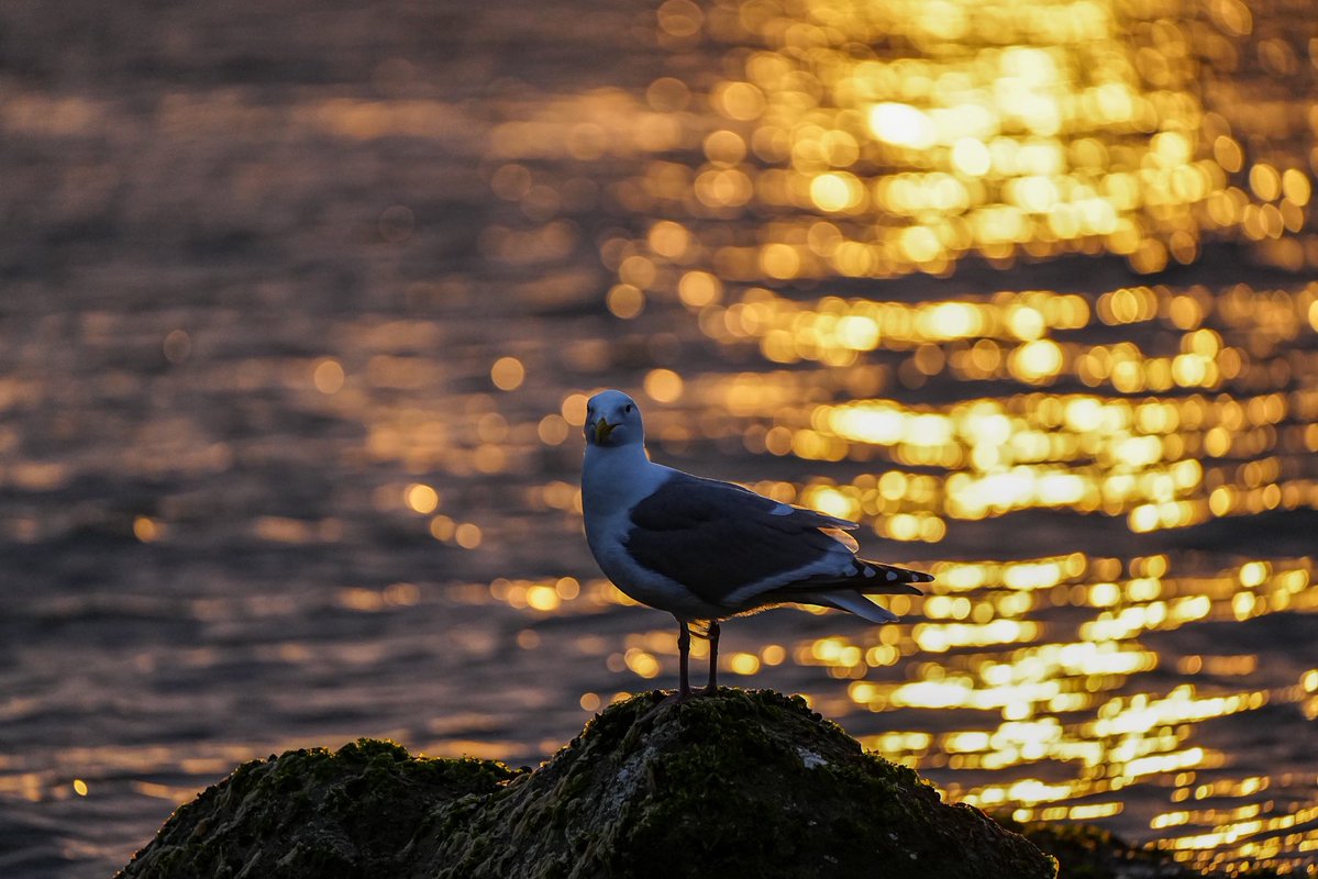 SkykidLan's tweet image. Another golden sunset. 
#Vancouver
