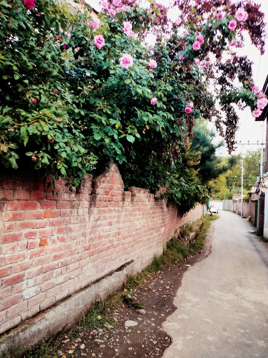 mirsoban17's tweet image. Not really heaven but sometimes it feels like heaven 
#kashmir