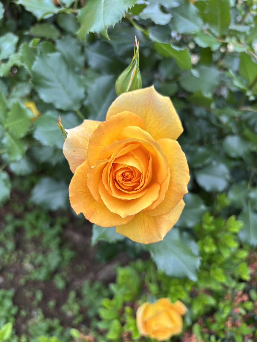 uchiplmaky's tweet photo. #パルマネットアンソロ・2026春
チアころとバラを見てきました🌹 https://t.co/xEXmqBH5GT