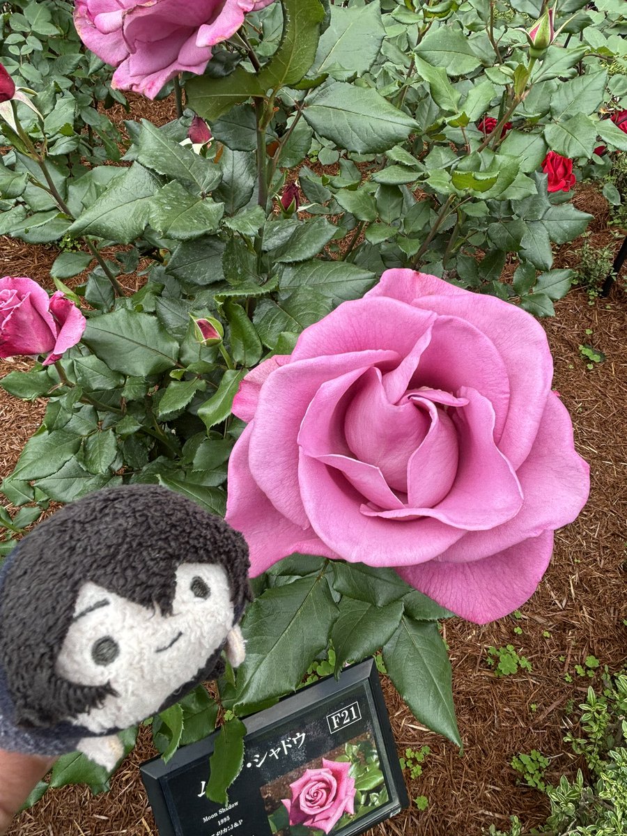uchiplmaky's tweet photo. #パルマネットアンソロ・2026春
チアころとバラを見てきました🌹 https://t.co/xEXmqBH5GT