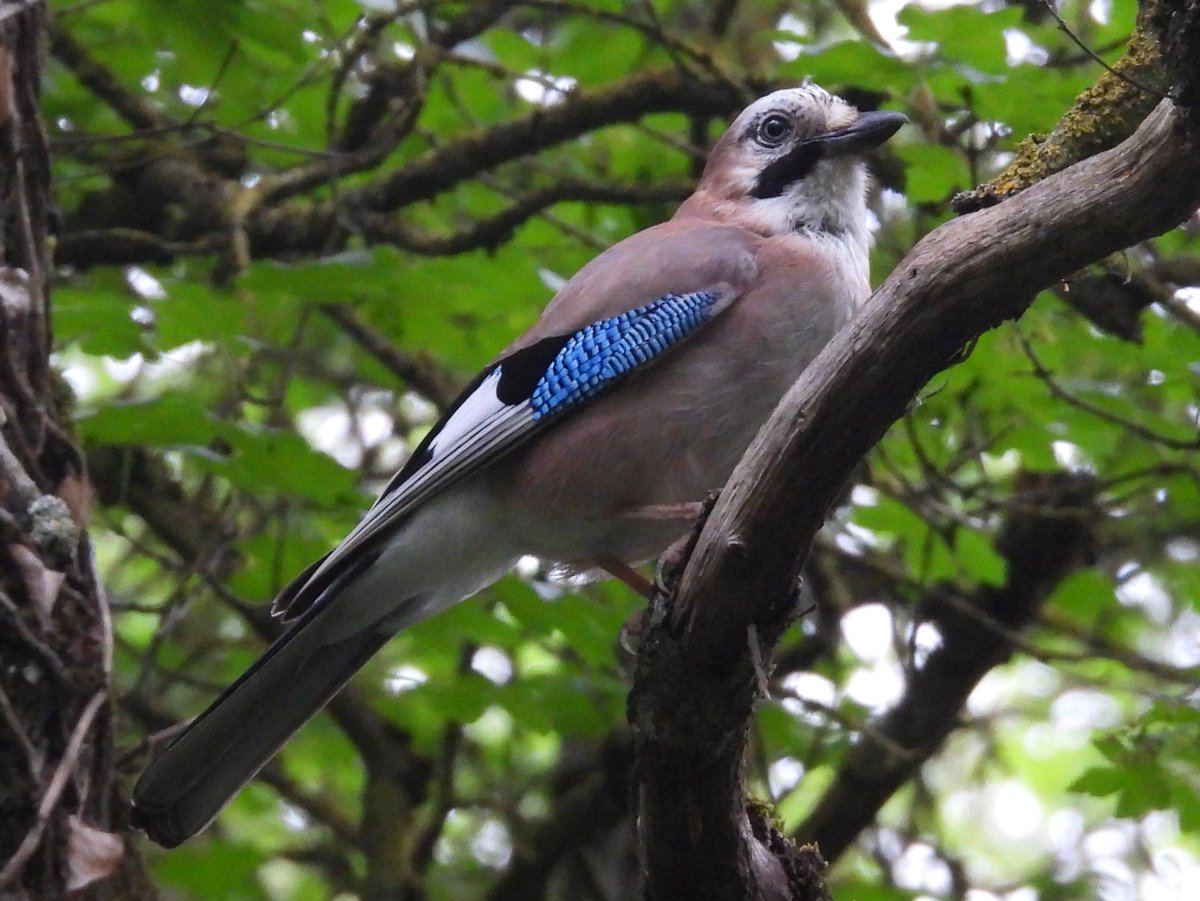 No resulta fácil pillar a un ARRENDAJO /Garrulus glandarius/ desprevenido en su medio. Lo normal es que cuando los veo es porque han salido huyendo con la consiguiente escandalera. Hace unos días pude robarle alguna foto al "jardinero del bosque". Esas coberteras son lo más...💙