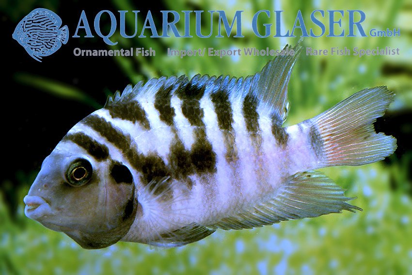 aquariumglaser's tweet photo. #Amatitlania #siquia ( = sp. #Honduras #Redpoint) 
find more details and pics @ https://t.co/kgExUnuDLM https://t.co/ASwlWrStRJ