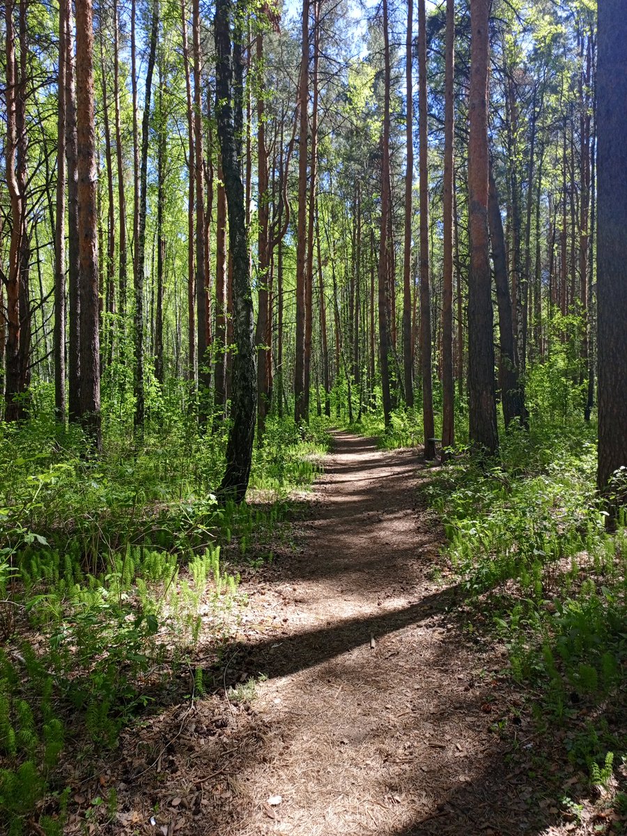 Nederland181970's tweet image. Just a path in a quiet forest
#Forest #photo