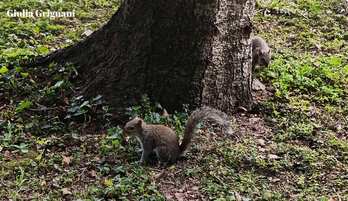 Giulia113208470's tweet image. "Le virtù dell'oblio.
Milioni di alberi sono casualmente piantati da scoiattoli che sotterrano le ghiande e poi dimenticano dove le hanno nascoste." 

Fabrizio Caramagna ✍🏻

Scoiattoli 🐿️🐿️
Foto personale 📸

#fotografia #photography #scoiattoli