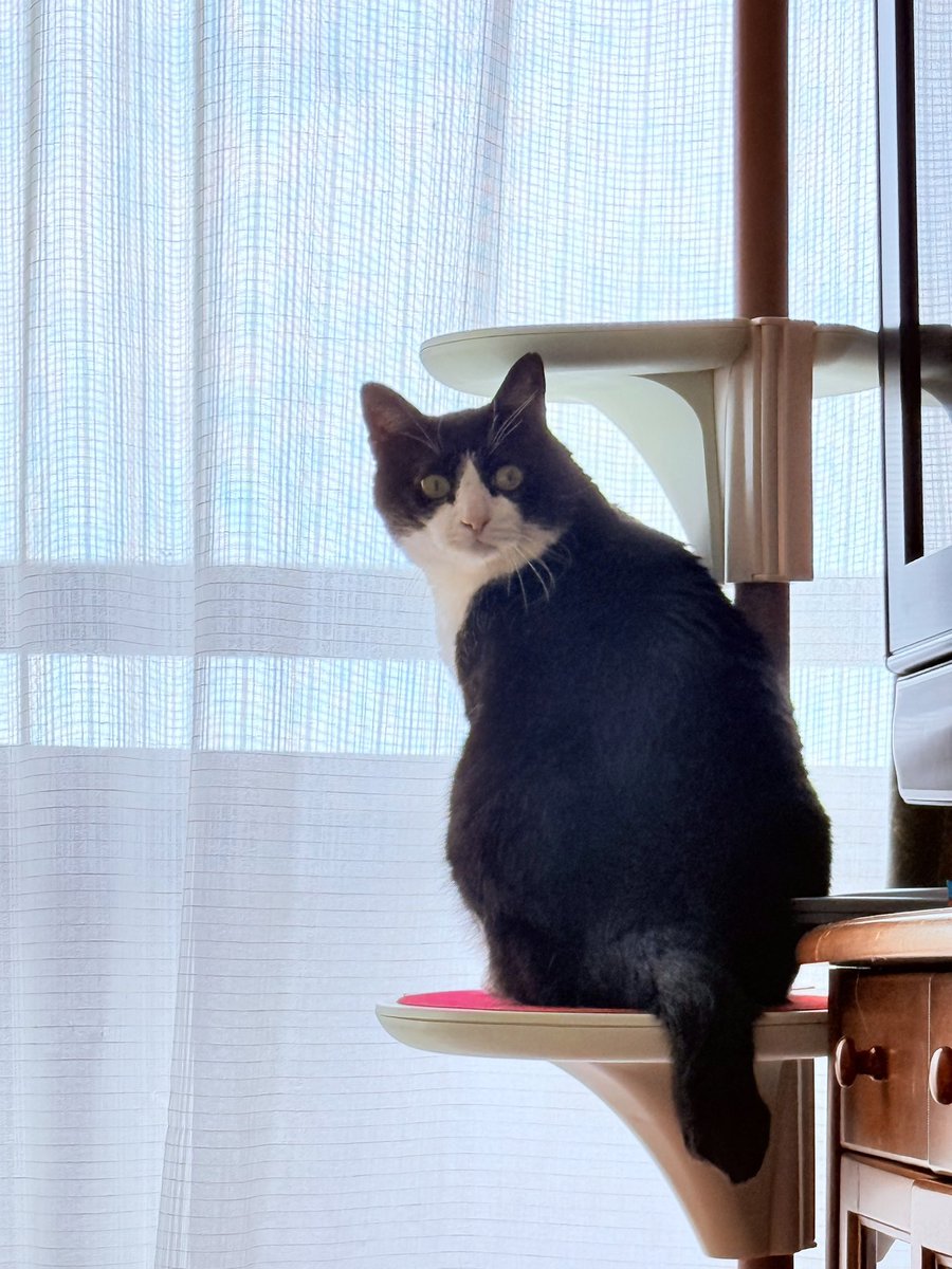 ネコナデ tweet media