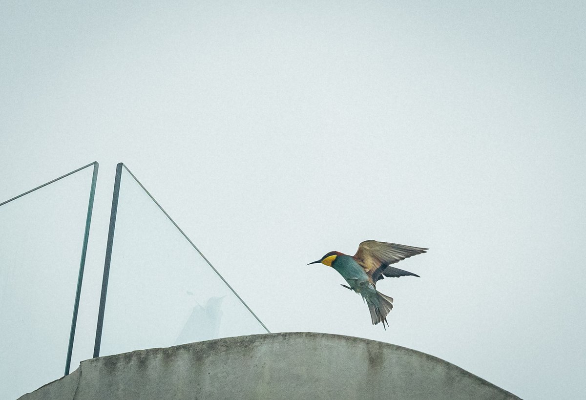 NBGGEO's tweet photo. 🌷 Spring in the botanical garden is not just the season of flowers
🎵 It’s the time when the garden fills with chirping and natural sound
🕊️ Birdwatching is especially fascinating in the early morning and evening hours, when their activity is at its peak
📸 Dato Rostomashvili https://t.co/7wS2jbbfBr