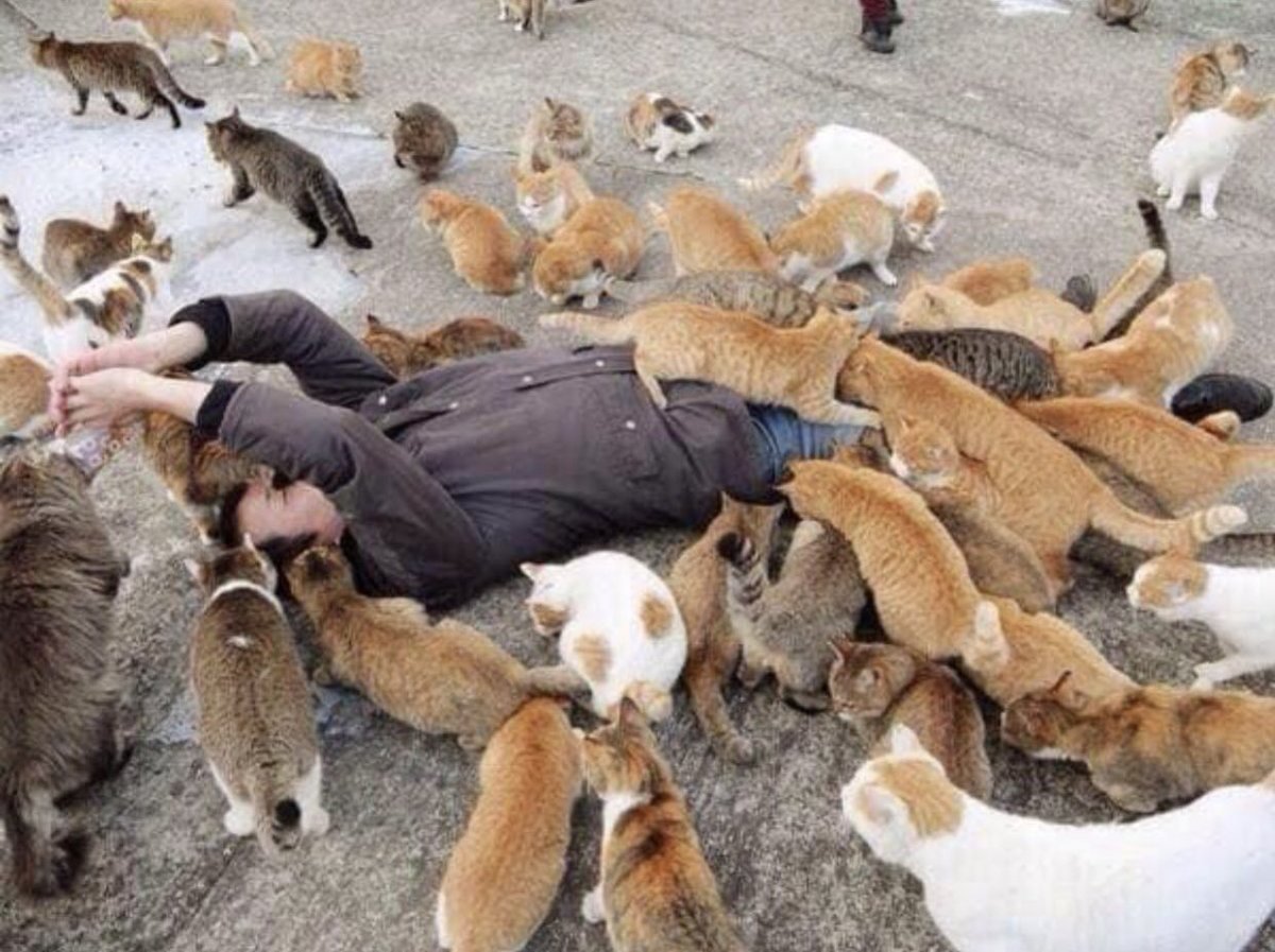 Cat is life ~猫は人生~ tweet media