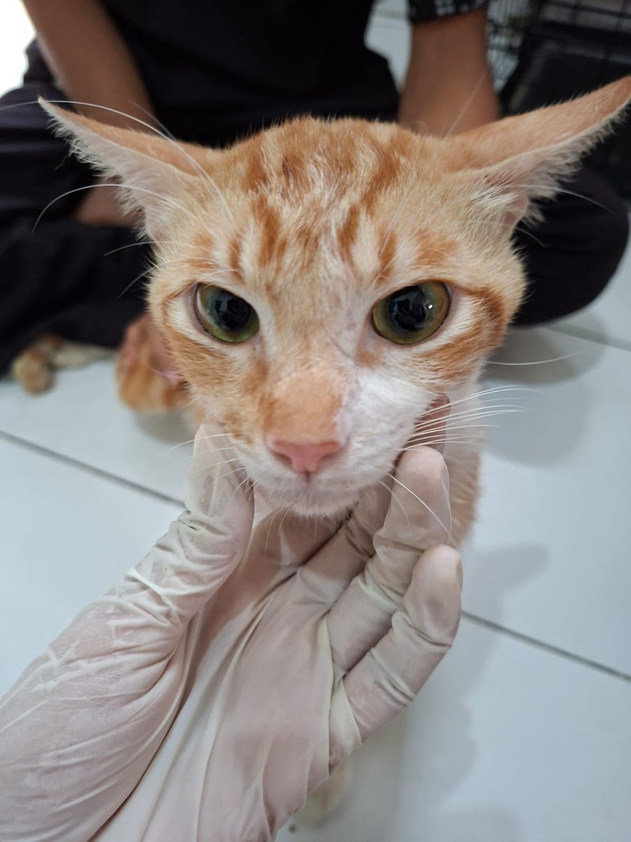 letmegorawr's tweet photo. Baru pulang ranap 2 minggu lalu eh sekarang ranap lgii karna kambuh flu + luka luka karna digaruk 😔 https://t.co/EvnSMPTePl