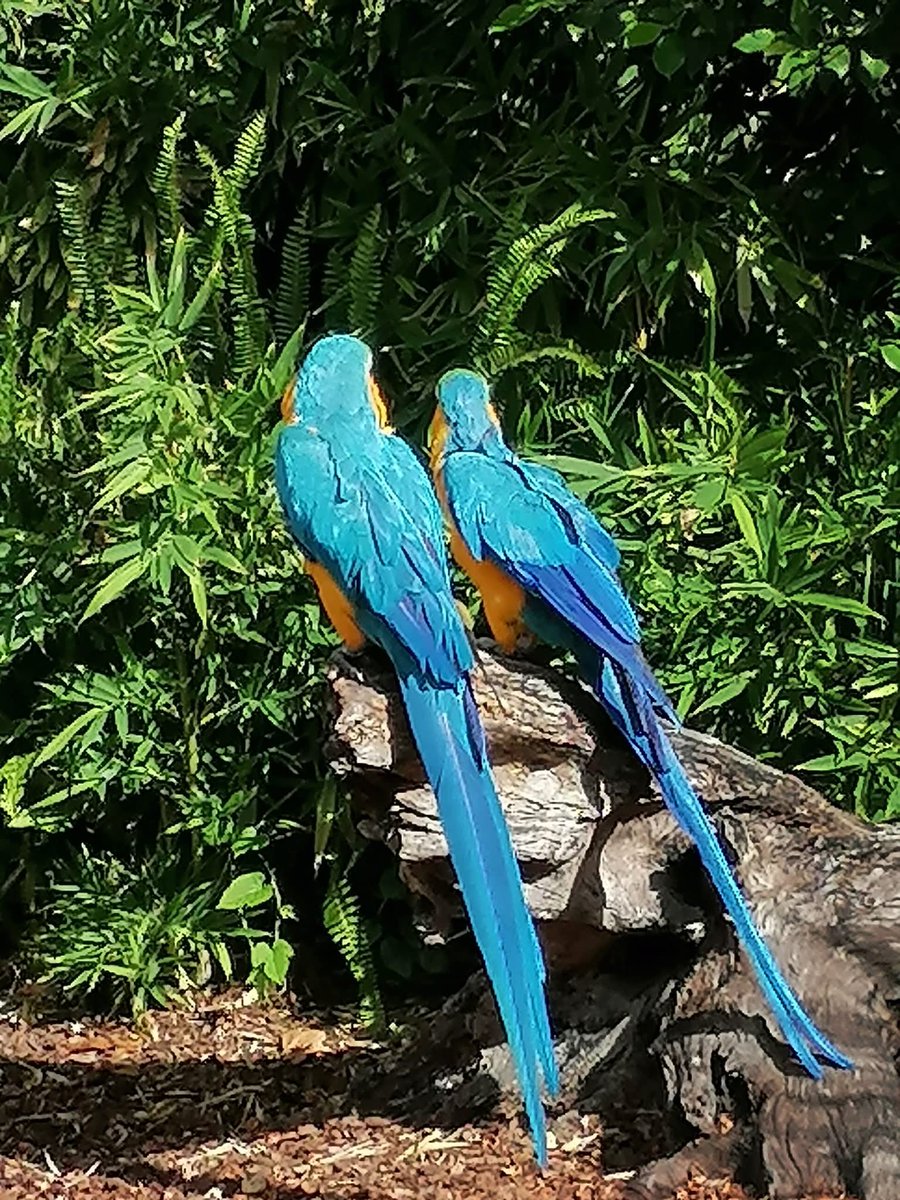 skymanuelima's tweet photo. O Jardim Zoológico e de Aclimação em Portugal, localiza-se em Sete Rios, em Lisboa, Portugal. Atualmente reúne um conjunto representativo de todo o planeta, com cerca de 2000 animais de 300 espécies diferentes. #Jardim_Zoologico #Lisboa #SeteRios #travelphotography #visitLisboa https://t.co/JPzGwlIl6p