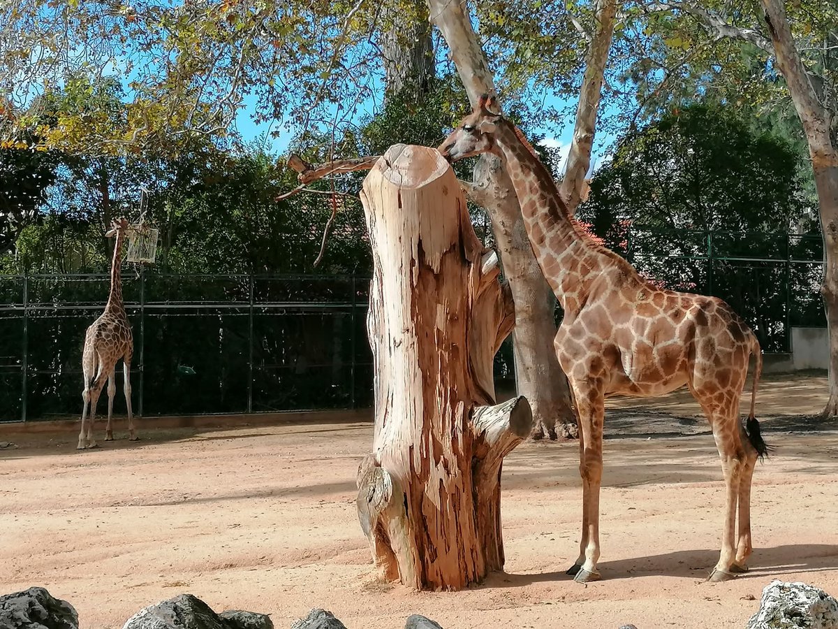 skymanuelima's tweet photo. O Jardim Zoológico e de Aclimação em Portugal, localiza-se em Sete Rios, em Lisboa, Portugal. Atualmente reúne um conjunto representativo de todo o planeta, com cerca de 2000 animais de 300 espécies diferentes. #Jardim_Zoologico #Lisboa #SeteRios #travelphotography #visitLisboa https://t.co/JPzGwlIl6p