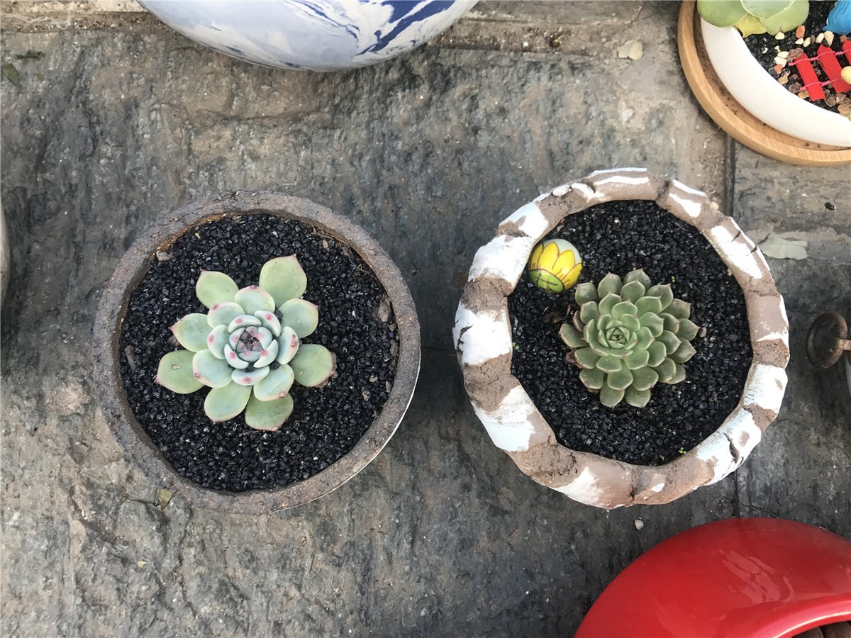 ilkyisikli's tweet image. "Turn an old glass jar into a cute plant pot! Clean → Add pebbles → Plant succulents. Zero waste, 100% charm.  #UpcycleHacks #SustainableLiving"