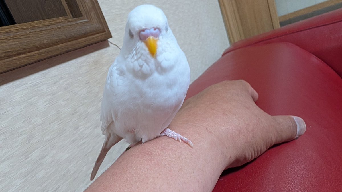 19770622's tweet photo. 手乗り（眠り）インコ。

#セキセイインコ https://t.co/rx48C7f9qf